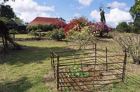 iron hurdles enclosing a shrub in the garden