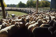 Sheep waiting for shearing